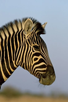 Wild Animal Profile View Prints: Head of a zebra