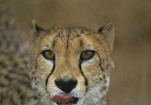 Safari Animal Images Prints: Headshot of a cheetah