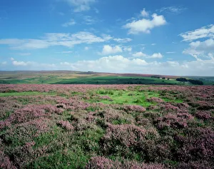 English Countryside Scenery Prints: Heather on the moors, North Yorkshire, England, United Kingdom, Europe