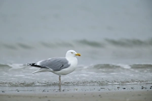 Birdwatching Europe Prints: Herring gull