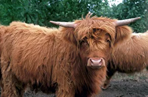 European Cattle Breeds Prints: Highland cattle