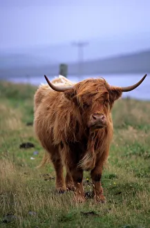 Highland Cow Prints: Highland Cow Print, Shetland Islands Landscape