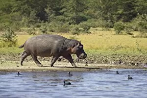 Lake Naivasha Collection: Hippopotamus (Hippopotamus amphibius) out of the water, Lake Naivasha, Kenya