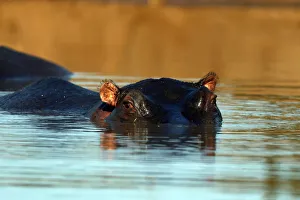 Hippopotamus immersed in water, Kruger National Park, South Africa, Africa Hippopotamus immersed in water, Kruger National Park, South Africa, Africa