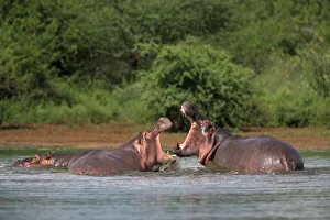 Hippos fighting Print, Kruger National Park