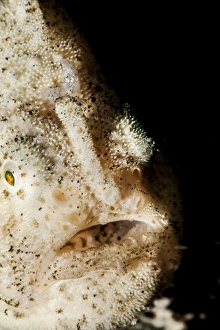 Black Background Animal Photos Prints: Hispid frogfish (Antennarius hispidus), Sulawesi, Indonesia, Southeast Asia, Asia