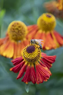 Honeybee on an orange coloured Helenium garden flower, Berkshire, England, United Kingdom Honeybee on an orange coloured Helenium garden flower, Berkshire, England, United Kingdom