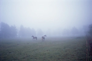 Washington State Travel Destinations Prints: Horses running in mist