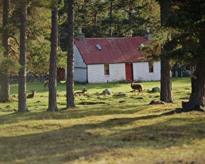 European Union Scenic Views Prints: House and deer among trees