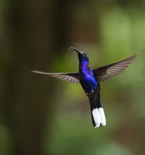 Hummingbird in the Monteverde Cloud Forest, Puntarenas Province, Costa Rica, Central Hummingbird in the Monteverde Cloud Forest, Puntarenas Province, Costa Rica, Central