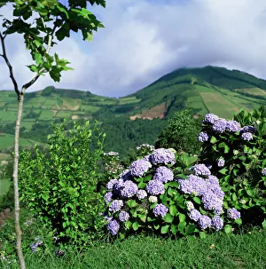 Azores Nature Photography Prints: Hydrangeas in bloom