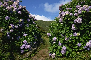 Blue Flowers In Nature Prints: Hydrangeas, a feature of the landscape of the island, Sao Jorge, Azores, Portugal, Europe
