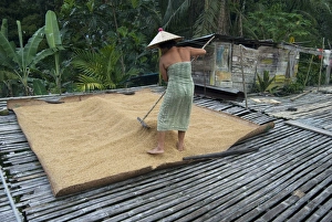 Iban tribeswoman raking through drying rice crop on sacking laid on bamboo longhouse Iban tribeswoman raking through drying rice crop on sacking laid on bamboo longhouse