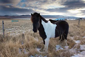 Prints of Icelandic horse near Lake Lagarfljot (Logurinn), near Egilsstadir, Fljotdalsherad valley, East Fjords area, Iceland, Polar Regions Iceland Prints: Icelandic horse near Lake Lagarfljot Print