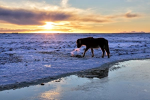 Icelandic horse in snow covered winter landscape at sunset, near Seljalandsfoss Waterfall Icelandic horse in snow covered winter landscape at sunset, near Seljalandsfoss Waterfall