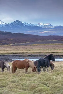 Icelandic horses near Snorrastadir, snow-covered peaks of Ljosufjoll behind Icelandic horses near Snorrastadir, snow-covered peaks of Ljosufjoll behind