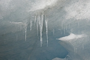 Ice Formations In Nature Prints: Icicles on the face of the Athabasca Glacier