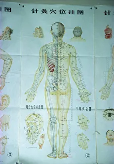 Alternative Medicine Prints: Acupuncture Points Print, China