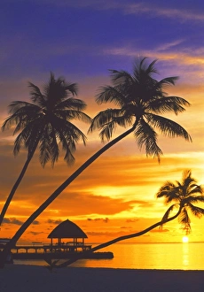 Maldives Sunset Palm Tree Print
