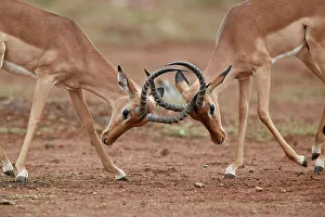 Impala (Aepyceros melampus) bucks sparring, Kruger National Park, South Africa, Africa Impala (Aepyceros melampus) bucks sparring, Kruger National Park, South Africa, Africa