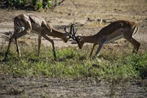 Liwonde Collection: Impala (Aepyceros melampus) fighting in the Liwonde National Park, Malawi, Africa