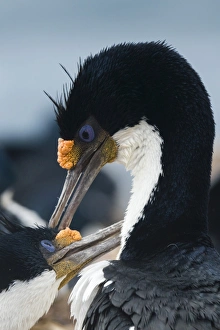 Imperial shags (Leucocarbo atriceps) in courtship display, Falkland Islands, South Imperial shags (Leucocarbo atriceps) in courtship display, Falkland Islands, South
