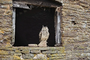 Indian eagle owl (Bubo bengalensis), Herefordshire, England, United Kingdom, Europe Indian eagle owl (Bubo bengalensis), Herefordshire, England, United Kingdom, Europe