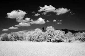 Landscape Photography In Italy Prints: Infra red image of two cypress trees on hill above fields, near Pienza