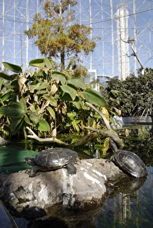 Vertical Bird Photos Prints: Inside the Aviary, Oceanografic, Valencia, Spain, Europe