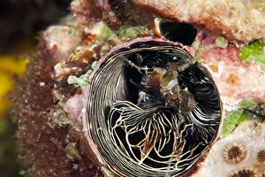 Inside of a tube worm, Komodo, Indonesia, Southeast Asia, Asia Inside of a tube worm, Komodo, Indonesia, Southeast Asia, Asia