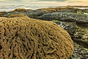 Intertidal sand reef made by the sandcastle worm, Playa Guiones beach, Nosara Intertidal sand reef made by the sandcastle worm, Playa Guiones beach, Nosara