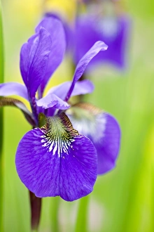 Iris Sibirica Prints: Iris, Iris sibirica