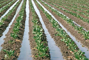 Images Dated 28th August 2008: Salinas Irrigation Print