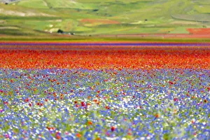 Italy, Umbria, Sibillini National Park, Blooming on plateau Piano Grande Italy, Umbria, Sibillini National Park, Blooming on plateau Piano Grande