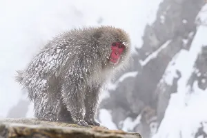 Japanese Macaque Print, Nagano, Asia