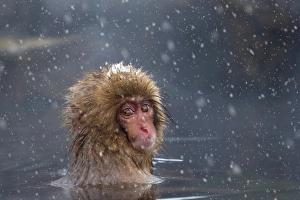 Japanese Macaque Print: Hot Spring Scene