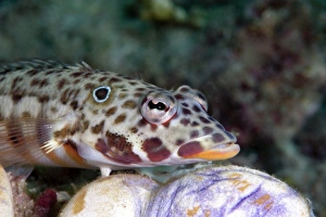 Sulawesi Wildlife Prints: Java sandperch (Parapercis xanthozona)