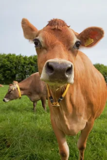 Prints of Jersey cow, Jersey, St. Helier, Channel Islands, United Kingdom, Europe Related Prints: Jersey Cow Print - St Helier, Channel Islands