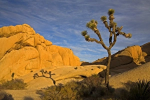 Joshua Tree National Park Prints: Joshua Tree
