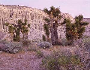 California Nature Scenes Prints: Joshua trees
