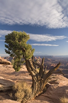 Dead Horse Point State Park Prints: Juniper tree (Juniperus Osteosperma), Dead Horse Point State Park, near Moab
