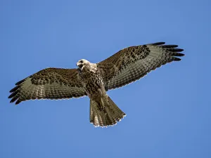 A juvenile Galapagos hawk (Buteo galapagoensis) in flight, Fernandina Island, Galapagos A juvenile Galapagos hawk (Buteo galapagoensis) in flight, Fernandina Island, Galapagos