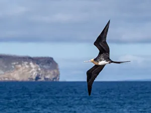 A juvenile great frigatebird (Fregata minor) in flight on North Seymour Island, Galapagos A juvenile great frigatebird (Fregata minor) in flight on North Seymour Island, Galapagos
