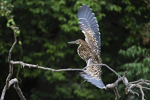 Juvenile Refuscent tiger-heron (Tigrisoma lineatum), Pantanal, Mato Grosso, Brazil Juvenile Refuscent tiger-heron (Tigrisoma lineatum), Pantanal, Mato Grosso, Brazil