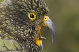 South Island Travel Destination Prints: Kea, Arthurs Pass