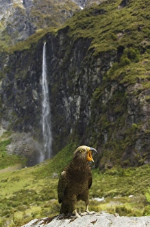 A kea poses in front of a waterfall on Rob Roy Glacier Hiking Track A kea poses in front of a waterfall on Rob Roy Glacier Hiking Track