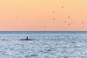A killer whale in the cold sea framed by seagulls flying in pink sky at dawn, Tungeneset A killer whale in the cold sea framed by seagulls flying in pink sky at dawn, Tungeneset