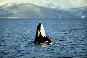 Killer whale spy hopping with calf in an Arctic Fjord Killer whale spy hopping with calf in an Arctic Fjord