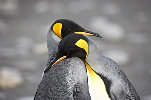 King penguin (Aptenodytes patagonica) pair pre-mating behaviour King penguin (Aptenodytes patagonica) pair pre-mating behaviour