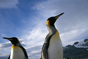 Natural World Animal Themes Prints: King penguins
